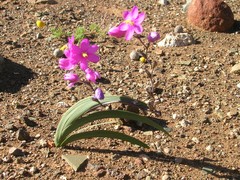 Ixia curvata