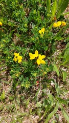 Lotus corniculatus