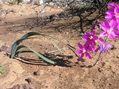Ixia curvata