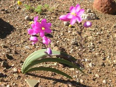 Ixia curvata