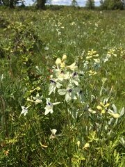Delphinium pavonaceum
