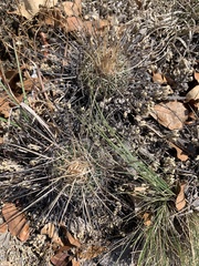 Echinofossulocactus ochoterenaus