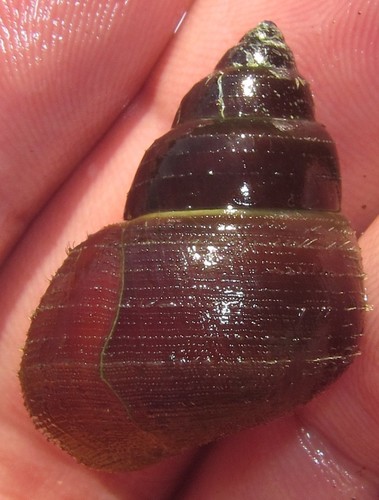 Bellamya capillata