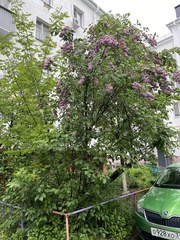 Syringa vulgaris