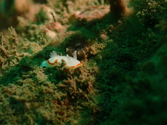 Diaphorodoris