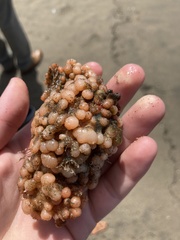 Pyura chilensis