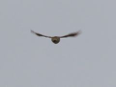 Tympanuchus phasianellus