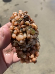Pyura chilensis
