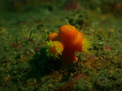 Dendrophyllia arbuscula