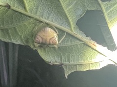 Cyrtarachne inaequalis