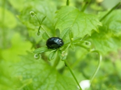 Chrysolina oricalcia