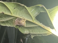 Cyrtarachne inaequalis