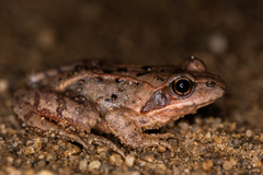 Rana dybowskii