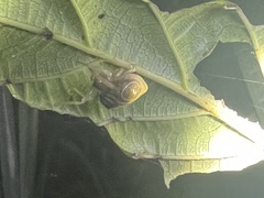 Cyrtarachne inaequalis