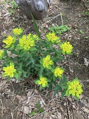 Euphorbia epithymoides