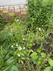 Erigeron annuus