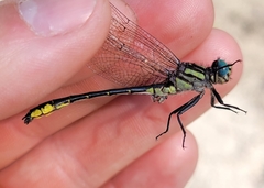 Hylogomphus geminatus