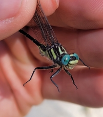 Hylogomphus geminatus