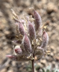 Astragalus sepultipes
