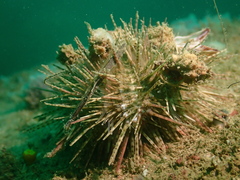 Temnopleurus reevesii