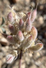 Astragalus sepultipes