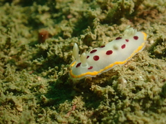 Goniobranchus tumuliferus