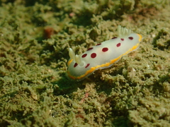 Goniobranchus tumuliferus