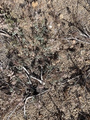 Astragalus sepultipes