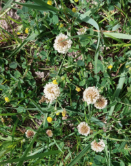 Trifolium repens
