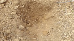 Hystrix africaeaustralis