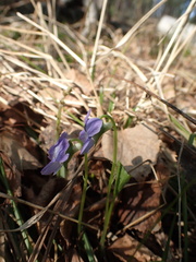 Viola sacchalinensis