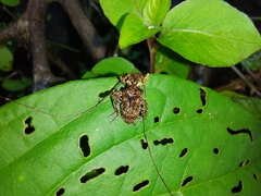 Macronemus asperulus