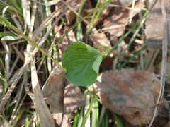 Viola sacchalinensis