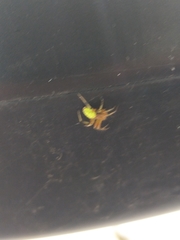 Araniella cucurbitina