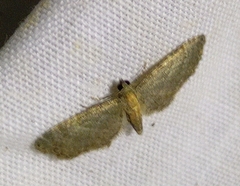 Eupithecia haworthiata