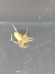 Araniella cucurbitina