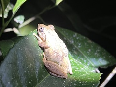 Kurixalus idiootocus