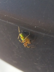 Araniella cucurbitina