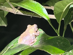 Kurixalus idiootocus