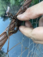 Aegla concepcionensis