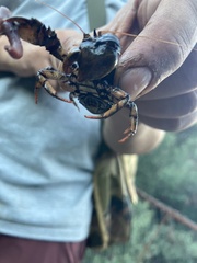 Aegla concepcionensis