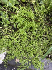 Asperugo procumbens