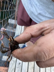 Aegla concepcionensis