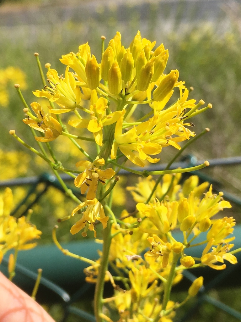 Perennial Rocket