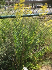 Sisymbrium strictissimum
