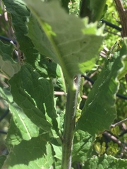 Sisymbrium strictissimum