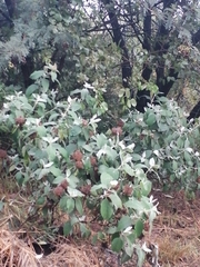Barleria albostellata