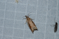 Ancylis diminuatana