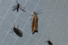 Ancylis diminuatana
