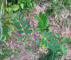 Vicia sativa